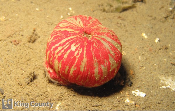 Photo of Urticina crassicornis